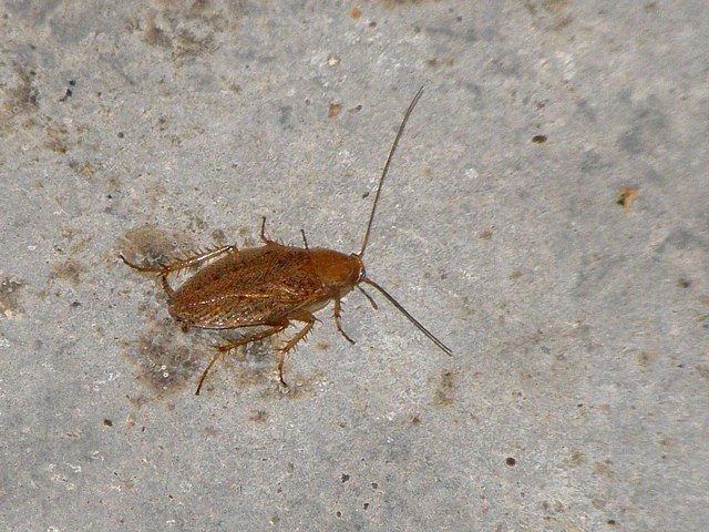 Blatte de jardin, ectobius pallidus