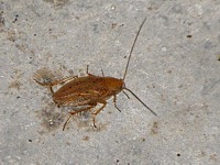 Blatte de jardin, ectobius pallidus