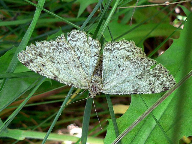 Boarmie cr�pusculaire, ectropis crepuscularia