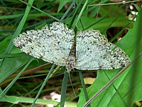 Phalène de l'Ansérine, scotopteryx chenopodiata