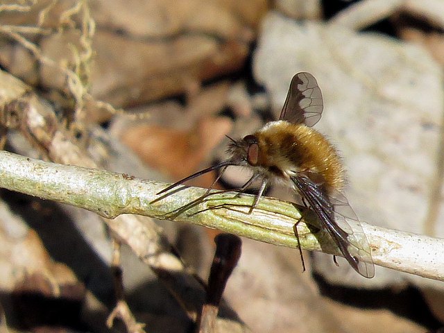 Grand bombyle - bombylius major