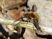Grand bombyle, bombylius major