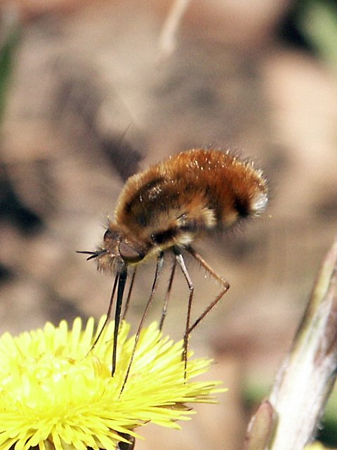 Bombyle - bombylius major