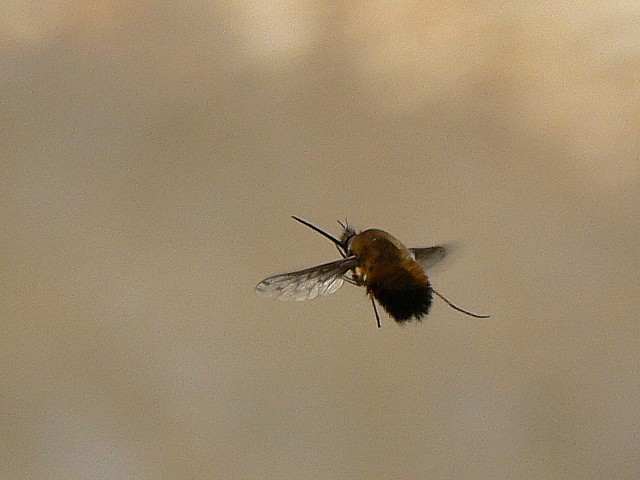 Bombyle en vol