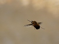 Grand bombyle en vol