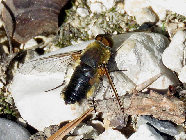 Bombyle hottentot, villa hottentota