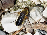 Bombyle hottentot, villa hottentota