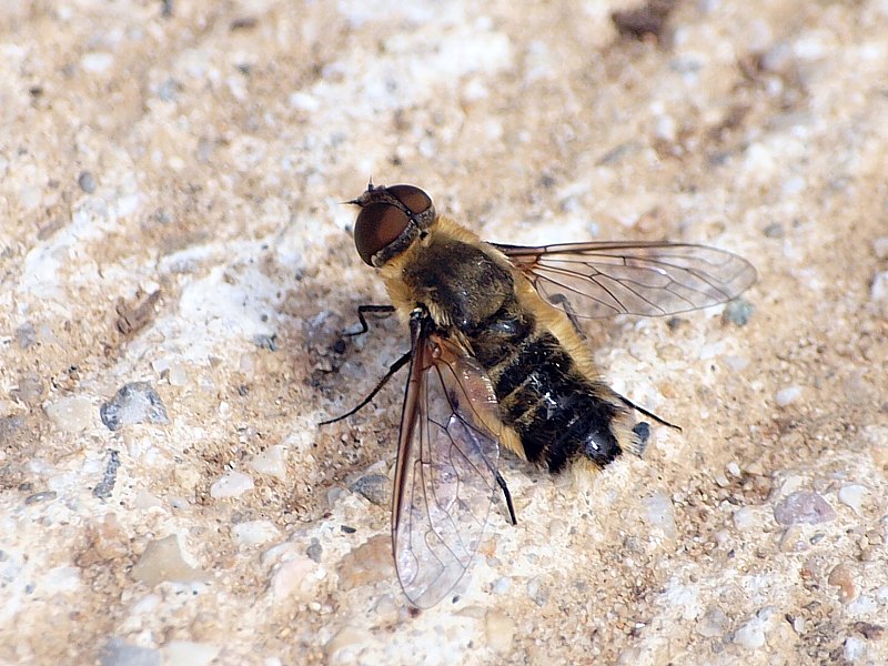 Bombyle hottentot, villa hottentota