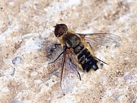 Bombyle hottentot, villa hottentota