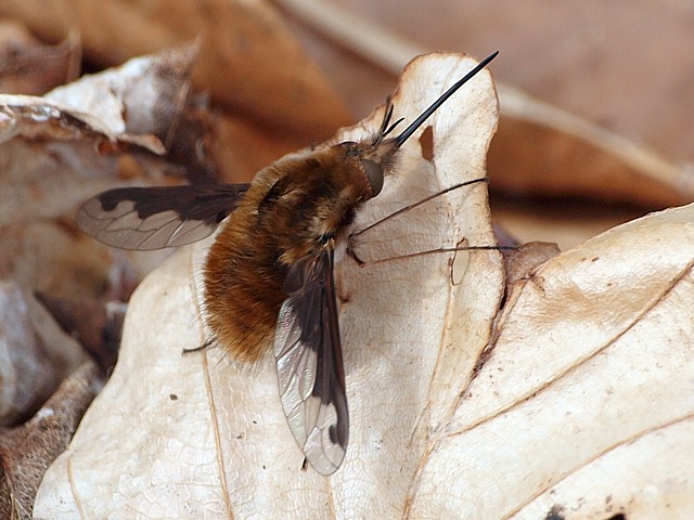 Bombyle en vol - bombylius discolor