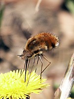 Grand bombyle posé