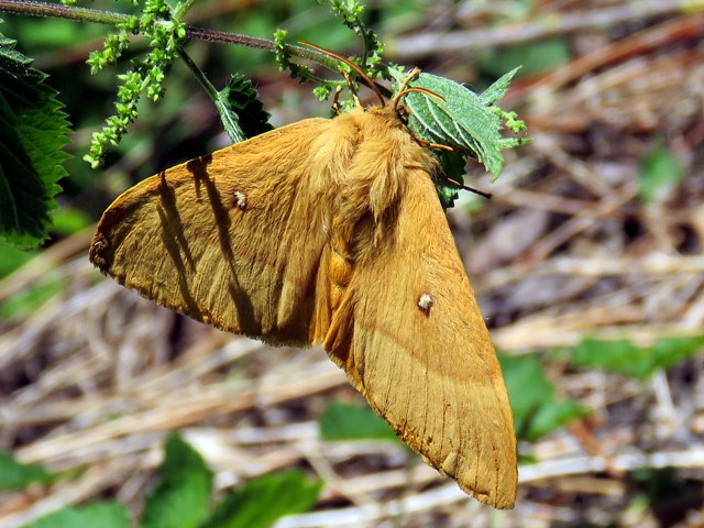 Bombyx du chne, lasiocampa quercus