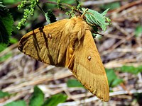 Bombyx du chêne, lasiocampa quercus