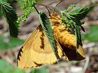 Bombyx du chêne, lasiocampa quercus