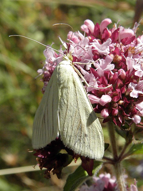 Botys verdtre, sitochroa palealis