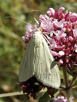 Botys verdâtre, sitochroa palealis