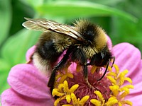 Bourdon terrestre, bombus terrestris