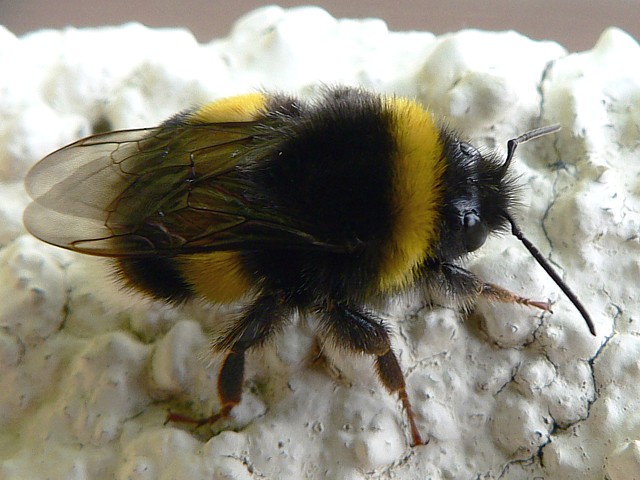 Bourdon terrestre