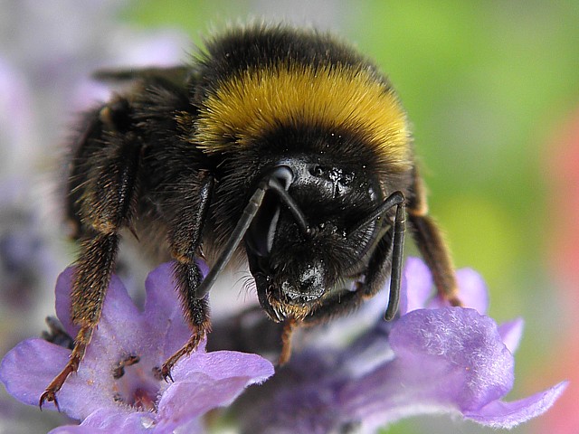 Bourdon terrestre sur une fleur