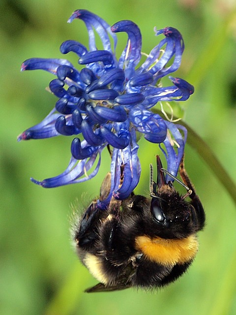 Bourdon terrestre