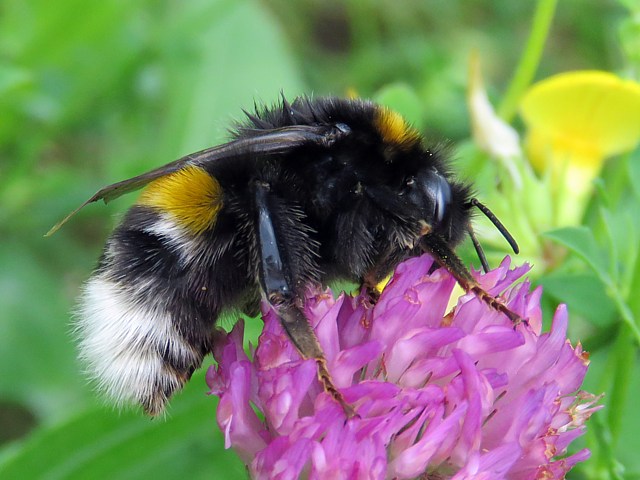 Bourdon des saussaies, bombus lucorum