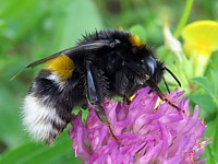 Bourdon des saussaies, bombus lucorum