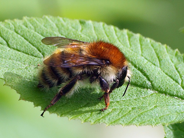 Bourdon des champs - bombus pascuorum