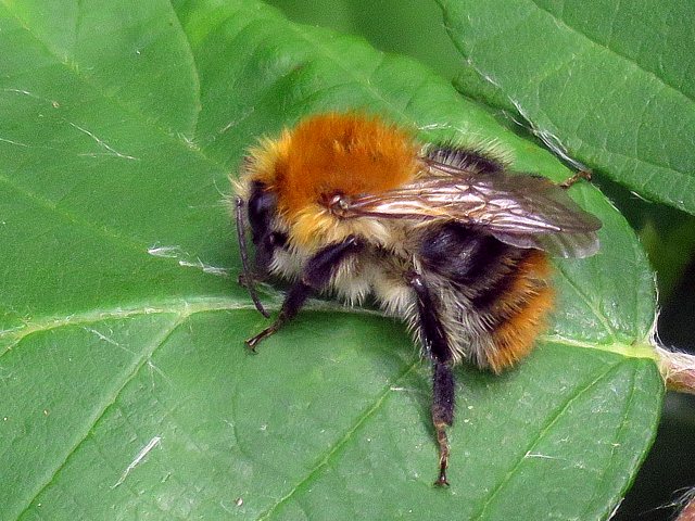 Bourdon des champs - bombus pascuorum