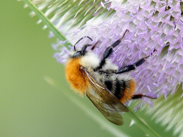 Bourdon des champs, bombus pascuorum