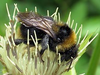 Bourdon des prés, bombus pratorum