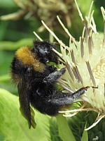 Bourdon des prés