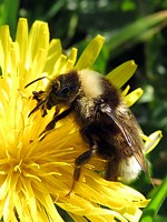 Bourdon à poil court, bombus subterraneus