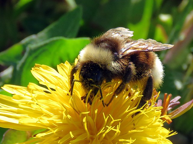 Bourdon  poil court, bombus subterraneus