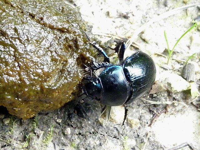 Bousier, geotrupes stercorarius