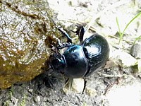 bousier, geotrupes stercorarius