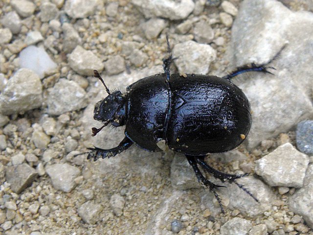Bousier, geotrupes stercorarius