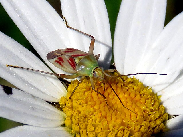 Calocoris, calocoris roseomaculatus