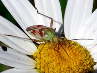 Calocoris, calocoris roseomarginatus