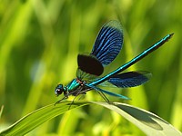 caloptéryx éclatant, calopteryx splendens 