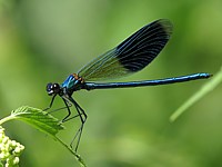 caloptéryx éclatant, calopteryx splendens 