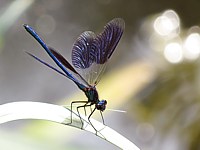 caloptéryx éclatant ailes écartées