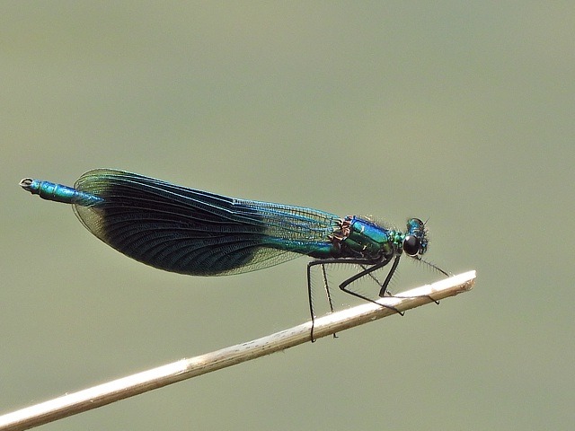 Caloptryx clatant