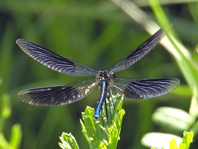 Caloptryx clatant