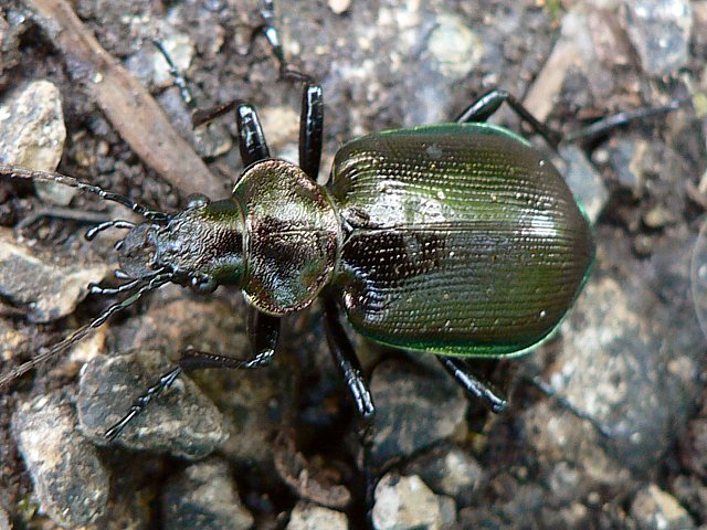 Calosome - calosoma auropunctatum