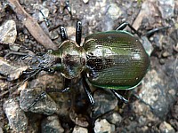 calosome, calosoma auropunctatum