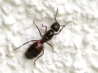 Camponotus vagus