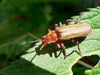 cantharide livide, téléphore, cantharis livida