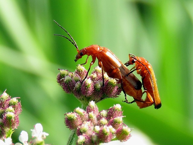 Tlphore livide, cantharis livida