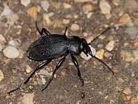 carabe violet, carabus violaceus