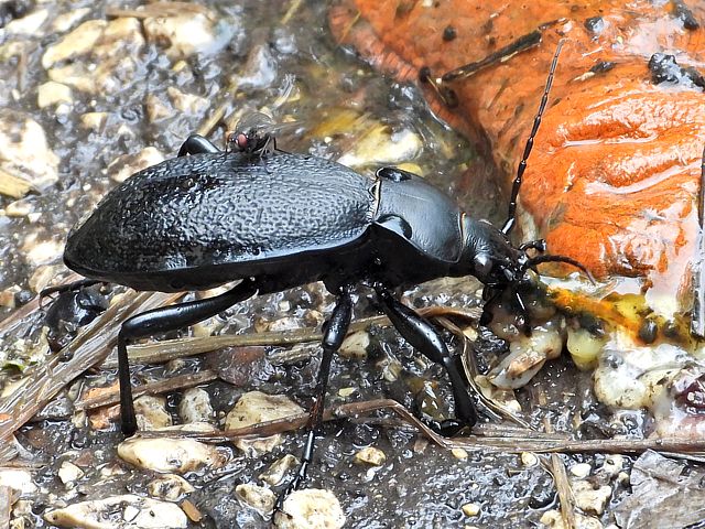 Carabe chagriné, carabus coriaceus